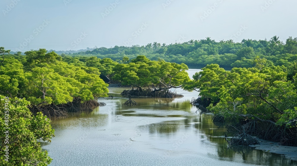 Sundarbans mangrove forest river trees sky view Sundarbans mangrove forest river trees sky view