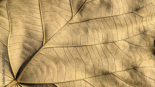 Macro view of dry leaf texture background in brown