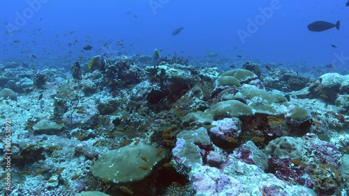 Wallpaper Mural Scuba diving in Maldives - Underwater scene Torontodigital.ca
