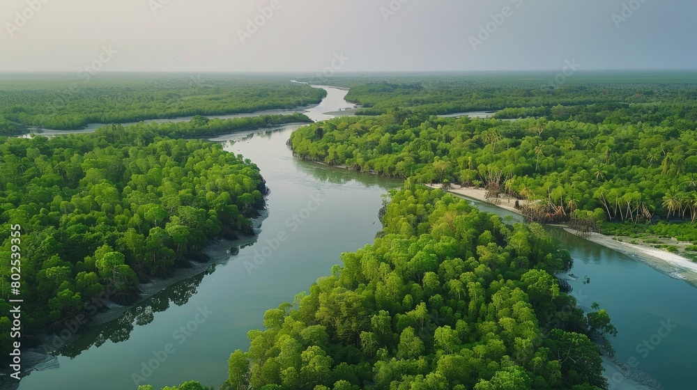 Sundarbans mangrove forest river trees sky view