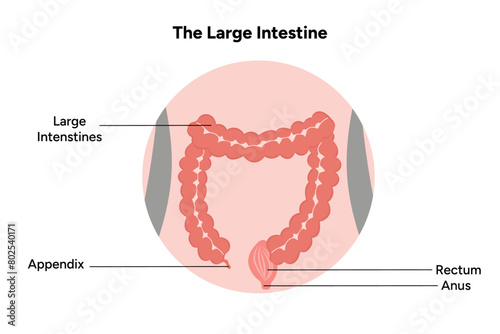 The large intestine anatomy