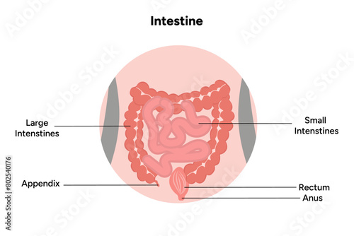 The large intestine anatomy
