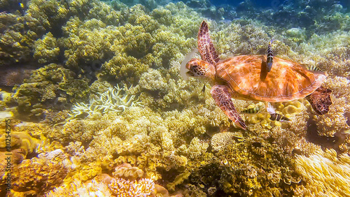 A Sea Turtle eating a jelly fish on the Great Barrier Reef, Australia
