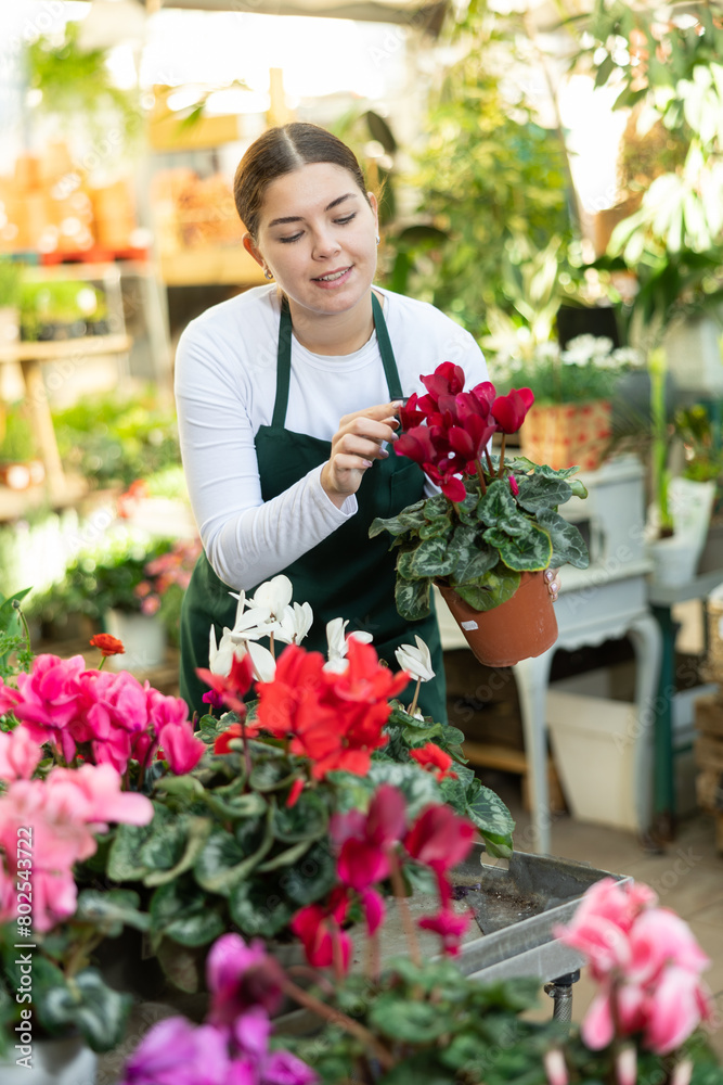 flower shop consultant picks up young Cyclamen bush to client