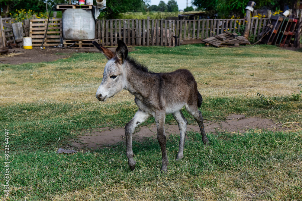 Donkey newborn baby in farm, Argentine Countryside Donkey newborn baby in farm, Argentine Countryside