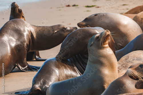 Sea lions bask on a sandy beach, one enjoys the sun's warmth. Social, sleek mammals by the ocean on a sunny day, remote and natural habitat, clear skies. photo