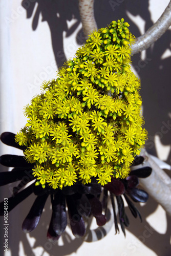 Aeonium arboreum Zwartkop succulent flowers photo