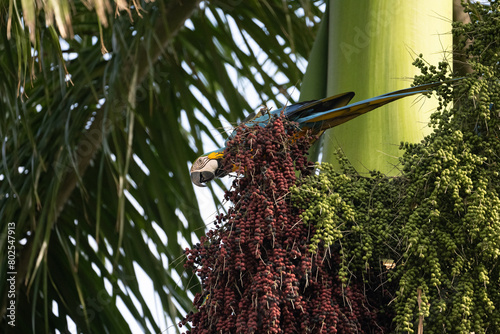 Wild macaw snacking on palm tree nuts