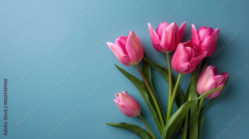 elegant pink tulips for the mother's day on soft blue background, with copy space for text