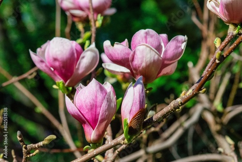 Pink magnolia flowers in full bloom on a branch with blurred background © Ya