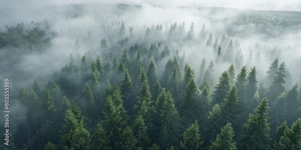  Fog in  Forest Aerial view Generative AI