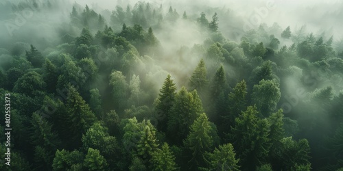  Fog in  Forest Aerial view Generative AI © Roman