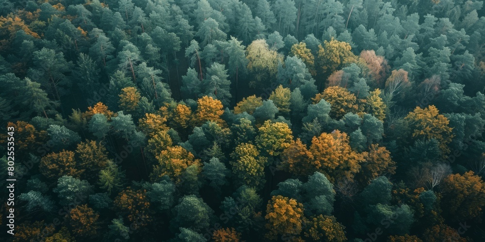  Fog in  Forest Aerial view Generative AI