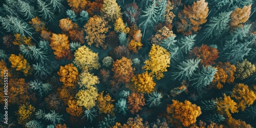  Fog in  Forest Aerial view Generative AI