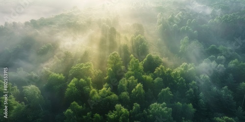  Fog in Forest Aerial view Generative AI