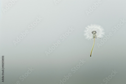 A single dandelion seed floating in the air against a clear background.