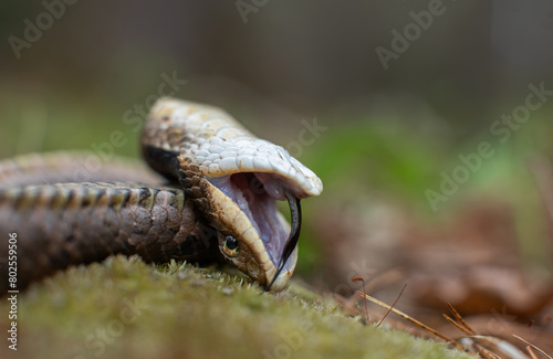 Eastern hognose snake playing dead from Massachusetts 