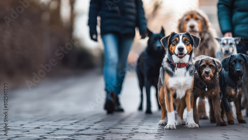 Dog walkers with a group of different breed dogs walking in the street