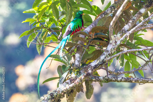 resplendent quetzal (Pharomachrus mocinno) sitting on branch in San Gerardo de Dota of costa rica photo
