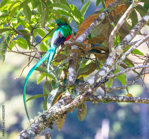 maya symbol: quetzal sitting on branch © Miguel