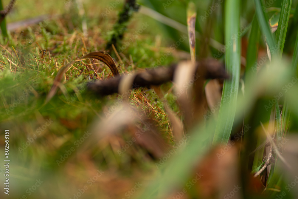 dead stam of a tree lying down and covering slowly with moss and decomposing