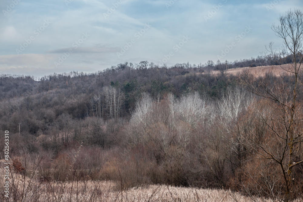 Panorama of bare trees at dusk in a typical european forest in winter, dry, in barajevo, by the serbian mountains of Kosmaj, serbia. Panorama of bare trees at dusk in a typical european forest in winter, dry, in barajevo, by the serbian mountains of Kosmaj, serbia.