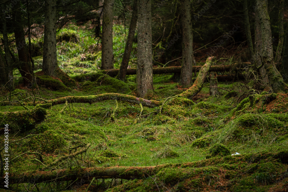 Majestic old tree covered in moss and illuminated by sunlight in moody, deep dark forest. Selective focus. Majestic old tree covered in moss and illuminated by sunlight in moody, deep dark forest. Selective focus.