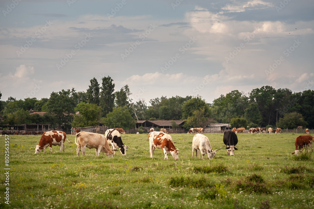 Selective blur on a herd of cows, including some Holstein frisian cow, with its typical brown and white fur in a grassland pasture in Zasavica, Serbia.