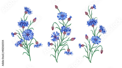 Cornflowers set of bouquets composition watercolor illustration. Botanical composition element isolated from background. Suitable for cosmetics, aromatherapy, medicine, treatment, care, design,