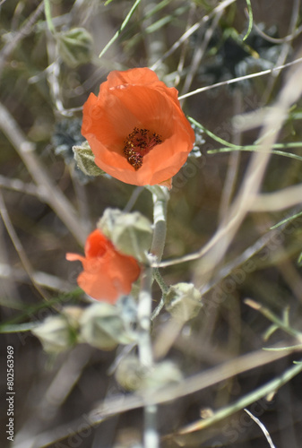 Apricot mallow, Sphaeralcea ambigua, also called Desert globemallow. Found in the Mojave desert part of Joshua Tree National Park (JTNP) in California. photo