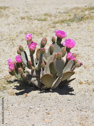 Beavertail cactus, Opuntia basilaris, also called beavertail pricklypear. Found in the Mojave, Sonoran, Colorado desert in Joshua Tree National Park. Seen in Spring with pink blooms and buds.