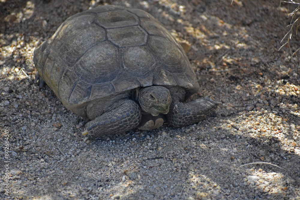 Mojave Desert Tortoise, Gopherus agassizii. 3/4 front view showing head, gular horn and front feet. Seen in Joshua Tree National Park. This is the official state reptile in California. Mojave Desert Tortoise, Gopherus agassizii. 3/4 front view showing head, gular horn and front feet. Seen in Joshua Tree National Park. This is the official state reptile in California.