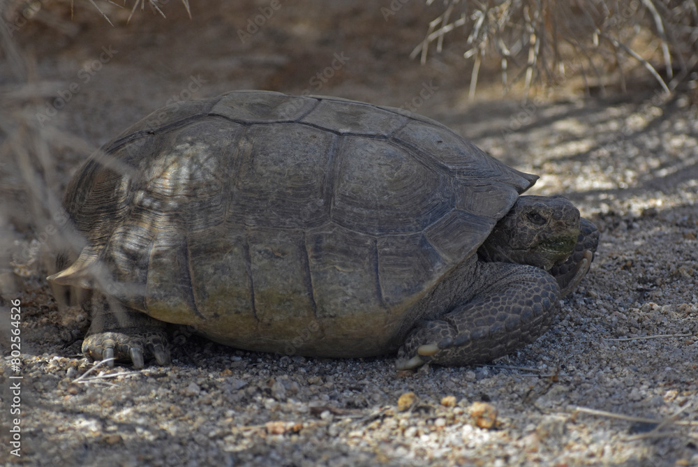 Mojave Desert Tortoise, Gopherus agassizii. Side view showing head, gular horn and feet. Seen in the Cottonwood region of Joshua Tree National Park. This is the official state reptile in California. Mojave Desert Tortoise, Gopherus agassizii. Side view showing head, gular horn and feet. Seen in the Cottonwood region of Joshua Tree National Park. This is the official state reptile in California.
