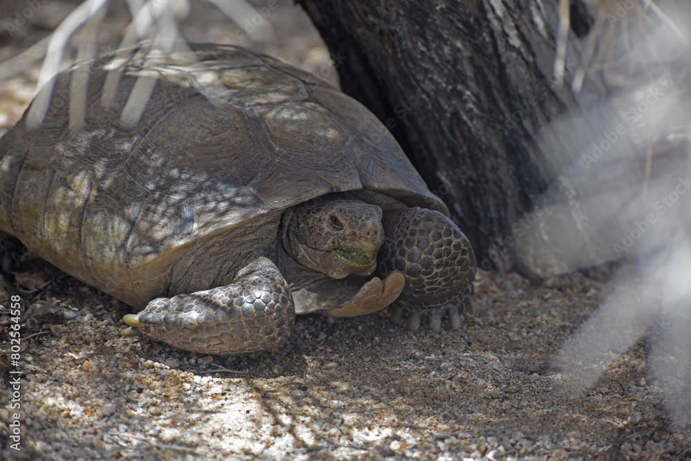 Mojave Desert Tortoise, Gopherus agassizii. 3/4 front view showing head, gular horn and front feet. Seen in Joshua Tree National Park. This is the official state reptile in California.