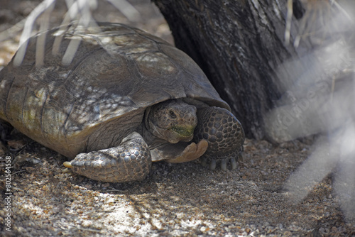 Mojave Desert Tortoise, Gopherus agassizii. 3/4 front view showing head, gular horn and front feet. Seen in Joshua Tree National Park. This is the official state reptile in California. photo