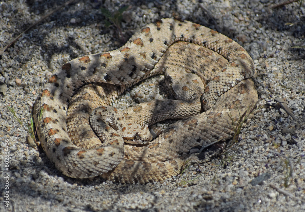 Mojave Desert Sidewinder, Crotalus cerastes cerastes, also called horned rattlesnake or sidewinder rattlesnake. Pair of mating venomous pit vipers found in Joshua Tree National Park. Mojave Desert Sidewinder, Crotalus cerastes cerastes, also called horned rattlesnake or sidewinder rattlesnake. Pair of mating venomous pit vipers found in Joshua Tree National Park.