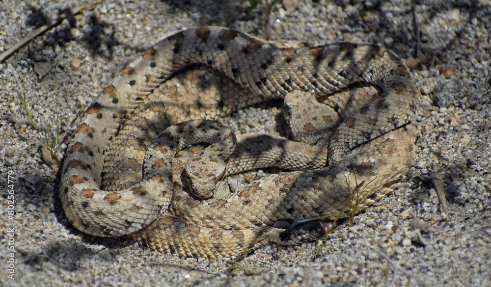 Mojave Desert Sidewinder, Crotalus cerastes cerastes, also called horned rattlesnake or sidewinder rattlesnake. Pair of mating venomous pit vipers found in Joshua Tree National Park. Mojave Desert Sidewinder, Crotalus cerastes cerastes, also called horned rattlesnake or sidewinder rattlesnake. Pair of mating venomous pit vipers found in Joshua Tree National Park.