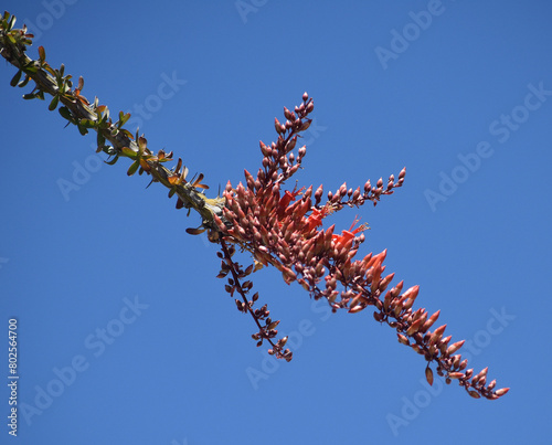 Ocotillo, Fouquieria splendens, flower detail, growing in the Pinto Basin in Joshua Tree National Park. photo