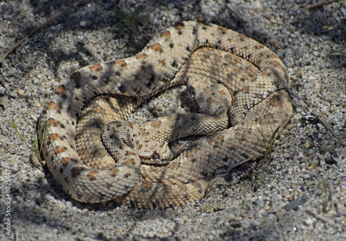 Mojave Desert Sidewinder, Crotalus cerastes cerastes, also called horned rattlesnake or sidewinder rattlesnake. Pair of mating venomous pit vipers found in Joshua Tree National Park.
