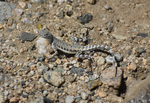 Western Zebra-tailed Lizard - Callisaurus draconoides rhodostictus, female, seen in Joshua Tree National Park. Their camouflage lets them blend into sandy pebbled soil of the desert washes.