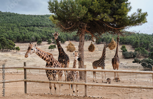 Giraffes eating hay in Aitana safari park, Spain, outside during the day.