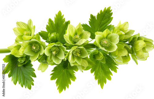 Green hellebores flowers with leaves isolated on transparent background photo