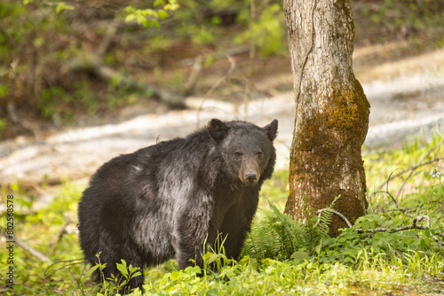 Large Black Bear In Cades Cove In Smoky Mountains National Park