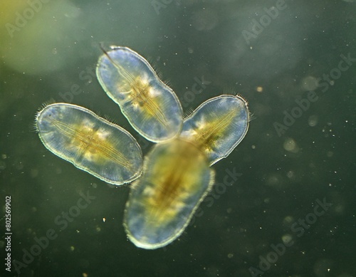 Bacteria under a microscope. 3d rendered illustration of a bacteria. Deinococcus-Thermus Bacteria. Microbiology. Science. Bacteria. Classification and Identification