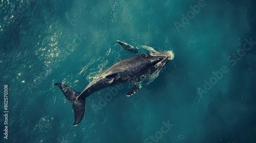 Awe-Inspiring Aerial Shot of a Gray Whale in the Ocean, Capturing the Majesty of Marine Life © Yaiza Canvas