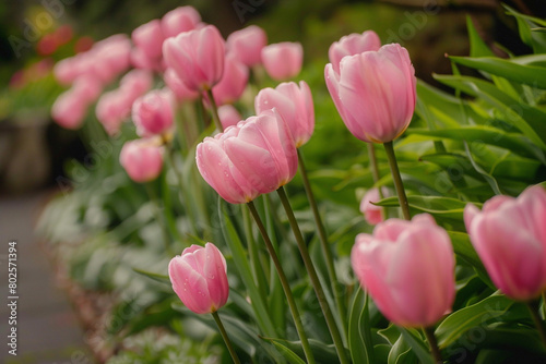 A row of pink tulips in full bloom  bending gracefully in the wind.