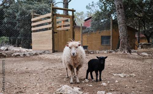 Little black and white sheep on the farm are looking at the camera. Aitana Safari Park.
