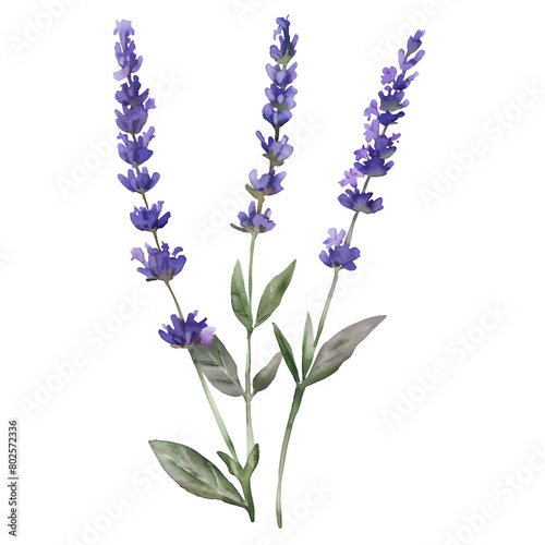 Isolated Lavender Sprig on Transparent Background