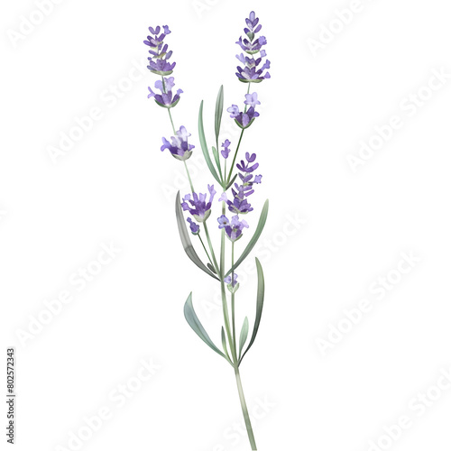 Isolated Lavender Sprig on Transparent Background