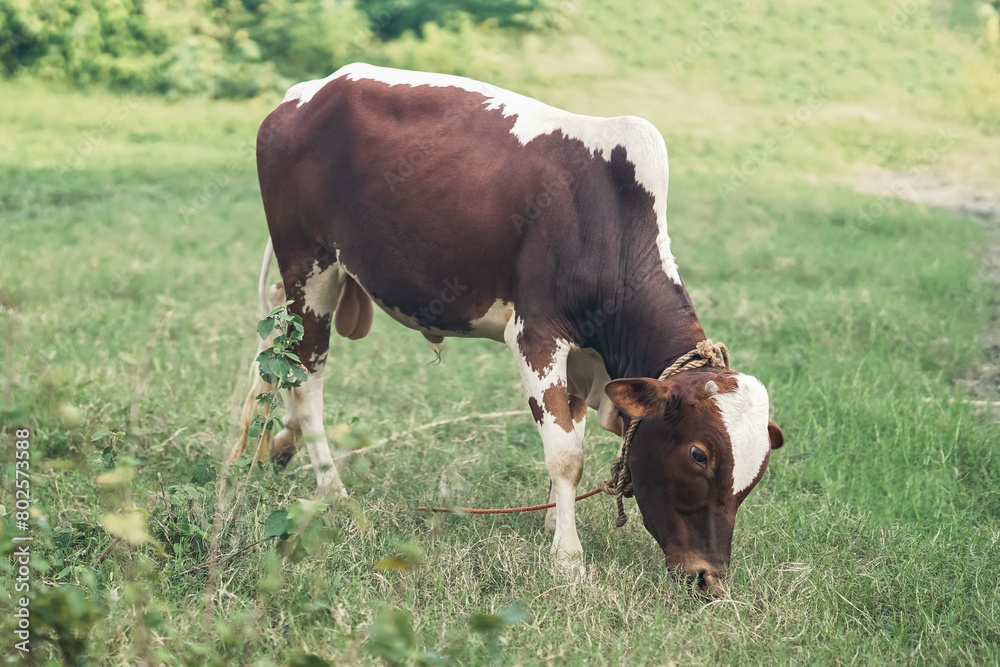 Ponwar cattle walking and eating grass on the green meadow Ponwar cattle walking and eating grass on the green meadow